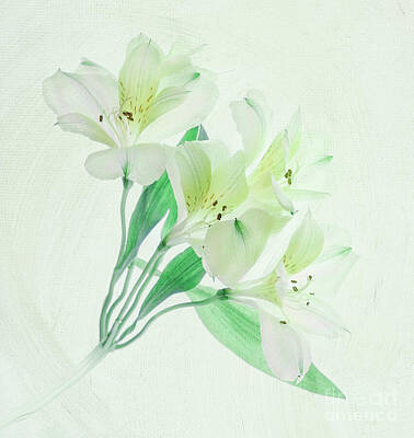 Lilies Royalty-Free and Rights-Managed Images - White Peruvian Lilies by Ava Reaves