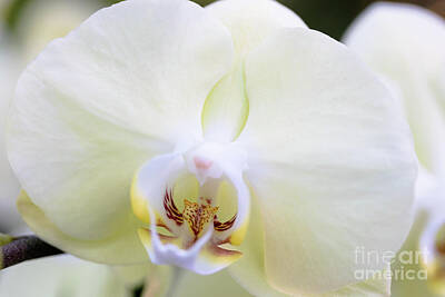 Vintage Ford - White Phalaenopsis Amabilis Orchid by Janice Noto