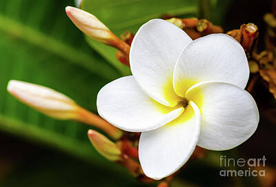 Anne Geddes Florals - White Plumeria Flower by Phillip Espinasse