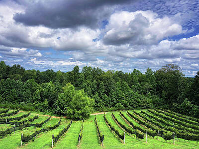 Lori A Cash Royalty-Free and Rights-Managed Images - White Puffy Clouds Over Vineyard by Lori A Cash