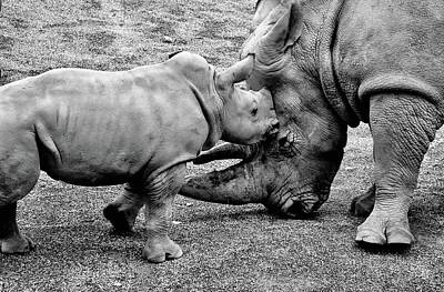 Paint Tube - White Rhinoceros And Calf  by Neil R Finlay