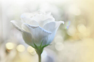 Roses Photos - White Rose.. by Juliana Nan