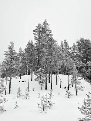 Jouko Lehto Royalty Free Images - White slope with pines bw Royalty-Free Image by Jouko Lehto