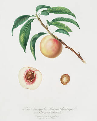 Nighttime Street Photography Rights Managed Images - White speckled Peach Burrona bianca from Pomona Italiana 1817 - 1839 by Giorgio Gallesio  Royalty-Free Image by Artistic Rifki