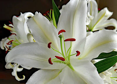 Lilies Rights Managed Images - White Stargazer Lily Royalty-Free Image by Connie Fox