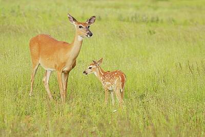 Lori A Cash Royalty-Free and Rights-Managed Images - White-tailed Deer and Fawn Standing in Field by Lori A Cash