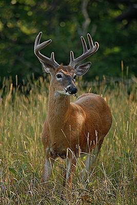 Lori A Cash Royalty-Free and Rights-Managed Images - White-tailed Deer Buck by Lori A Cash