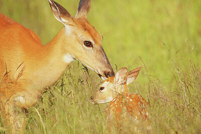 Lori A Cash Royalty-Free and Rights-Managed Images - White-tailed Deer Licking Fawn by Lori A Cash