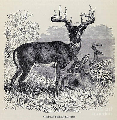 Street Posters - white-tailed deer Odocoileus virginianus m4 by Historic illustrations