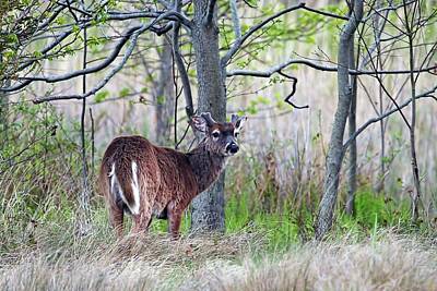 Lori A Cash Royalty-Free and Rights-Managed Images - White-tailed Deer Standing in Woods by Lori A Cash