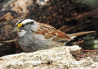 Vintage Neon Signs - White-throated sparrow 3 by Athol KLIEVE