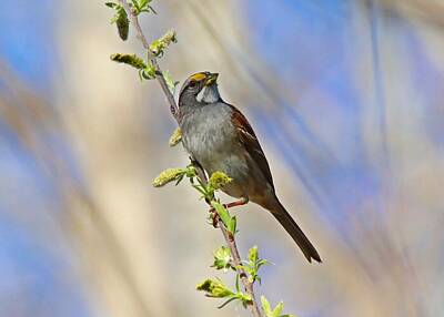 Beaches And Waves - White-throated Sparrow Looking Up by Marlin and Laura Hum