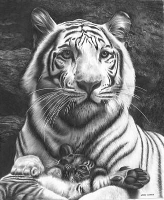 Animals Drawings - White Tiger by Jerry Winick