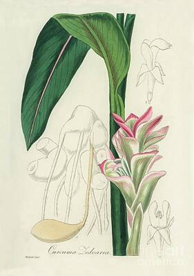 Parks - White turmeric Curcuma zedoaria illustration from Medical Botany 1836 by John Stephenson  by Shop Ability