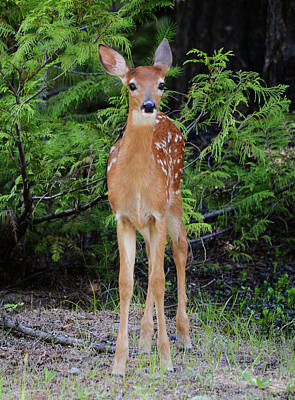 College Town - Whitetail Fawn at Forest Edge by Whispering Peaks Photography