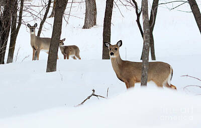 Animals And Earth Rights Managed Images - Whitetail landscape Royalty-Free Image by Lori Tordsen