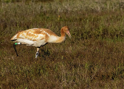 Lori A Cash Royalty-Free and Rights-Managed Images - Whooping Crane Colt Foraging in Field by Lori A Cash