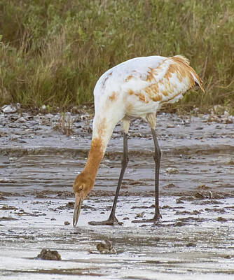 Lori A Cash Royalty-Free and Rights-Managed Images - Whooping Crane Colt Foraging by Lori A Cash