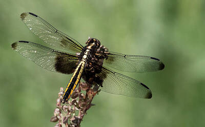 Princess Diana Royalty Free Images -  Widow Skimmer-Libellula luctuosa-female-8315 Royalty-Free Image by Rae Ann  M Garrett