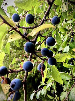 Grace Kelly - Wild Blue Berries by Gordon James