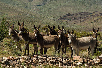 I Want To Believe Posters Rights Managed Images - Wild Burros on Old Route 66 Arizona Royalty-Free Image by Robert Ford