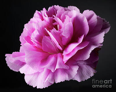 Abstract Flowers Royalty-Free and Rights-Managed Images - Wild Carnation 3 by Tony Cordoza