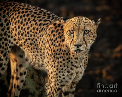 Portraits Royalty-Free and Rights-Managed Images - Wild Cheetah Portrait by Jamie Pham