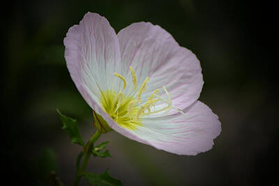 Hearts In Every Form - Wild Evening Primrose Flower Close Up by Gaby Ethington