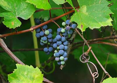 Go For Gold Rights Managed Images - Wild Grapes on the Vine Royalty-Free Image by Marlin and Laura Hum