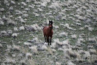 Animals Photos - Wild Horse Beauty with Black Mane by Bobbie Moller