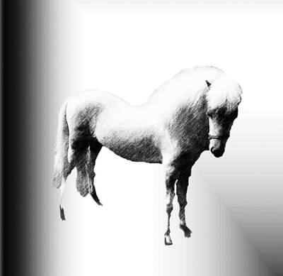 Animals Drawings - Wild Horse by Belinda Threeths