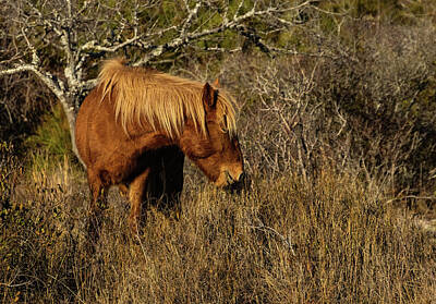 Lori A Cash Royalty-Free and Rights-Managed Images - Wild Horse Grazing on Grass by Lori A Cash