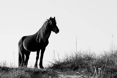 Priska Wettstein All About Plants - Wild Horse of the Outer Banks Stands Alert by Bob Decker