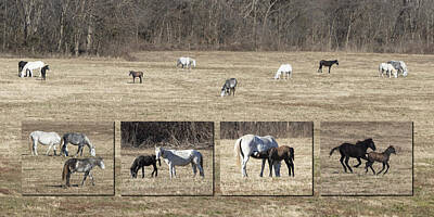 College Town - Wild Horses of Missouri - Broadfoot Herd by Harold Rau