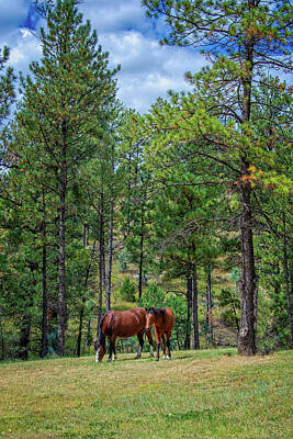The Rolling Stones Royalty Free Images - Wild Horses Under the Pines Royalty-Free Image by Lynn Bauer