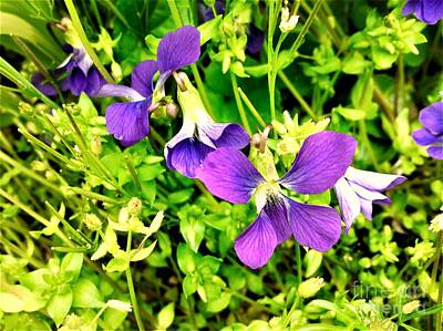 Cabin Signs Royalty Free Images - Wild Violets 2020 Royalty-Free Image by Debra Lynch