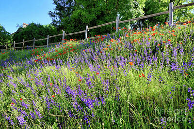 Recently Sold - Florals Photos - Wildflower Bank by Stephen Farhall