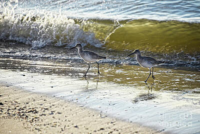 Advertising Archives Rights Managed Images - Willet Duo on Dauphin Island Royalty-Free Image by Catherine Sherman