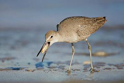 Lori A Cash Royalty-Free and Rights-Managed Images - Willet with Mole Crab by Lori A Cash