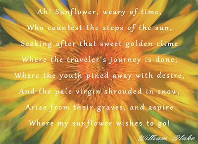 Sunflowers Mixed Media - William Blake Sunflower by Dan Sproul