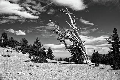 Landmarks Photos - Wind Resistance by American Landscapes