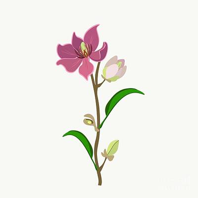Wine Drawings - Wine Magnolia Flower or Magnolia Figo Flowers by Iam Nee