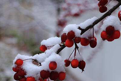 Kitchen Food And Drink Signs - Winter Berries by Kodiak Creativity