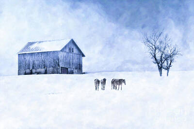 All You Need Is Love - Winter Blues Horses on Farm by Randy Steele