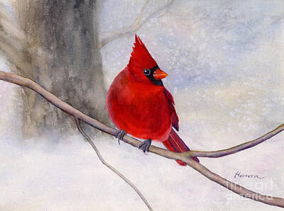 Royalty-Free and Rights-Managed Images - Winter Cardinal by Hailey E Herrera