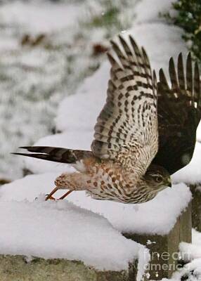 Prescription Medicine - Winter Hawk Takes Flight by Carol Groenen