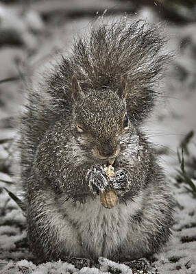 Animals Photos - Winter Squirrel  The Wink by Bob Orsillo