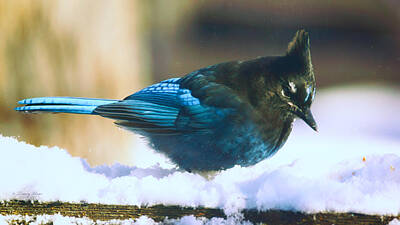 Abstract Expressionism Royalty Free Images - Winter Stellars Jay Royalty-Free Image by Tracey Vivar