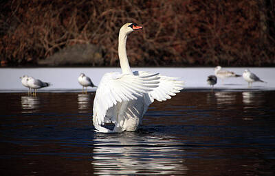 Animals Photos - Winter Swan by Karol Livote