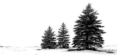 Ira Marcus Royalty-Free and Rights-Managed Images - Winter Tree Trio by Ira Marcus